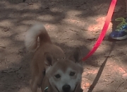 爱游戏tv-当布鲁克林遇见黄土高原，福克斯的篮球丝路奇袭记