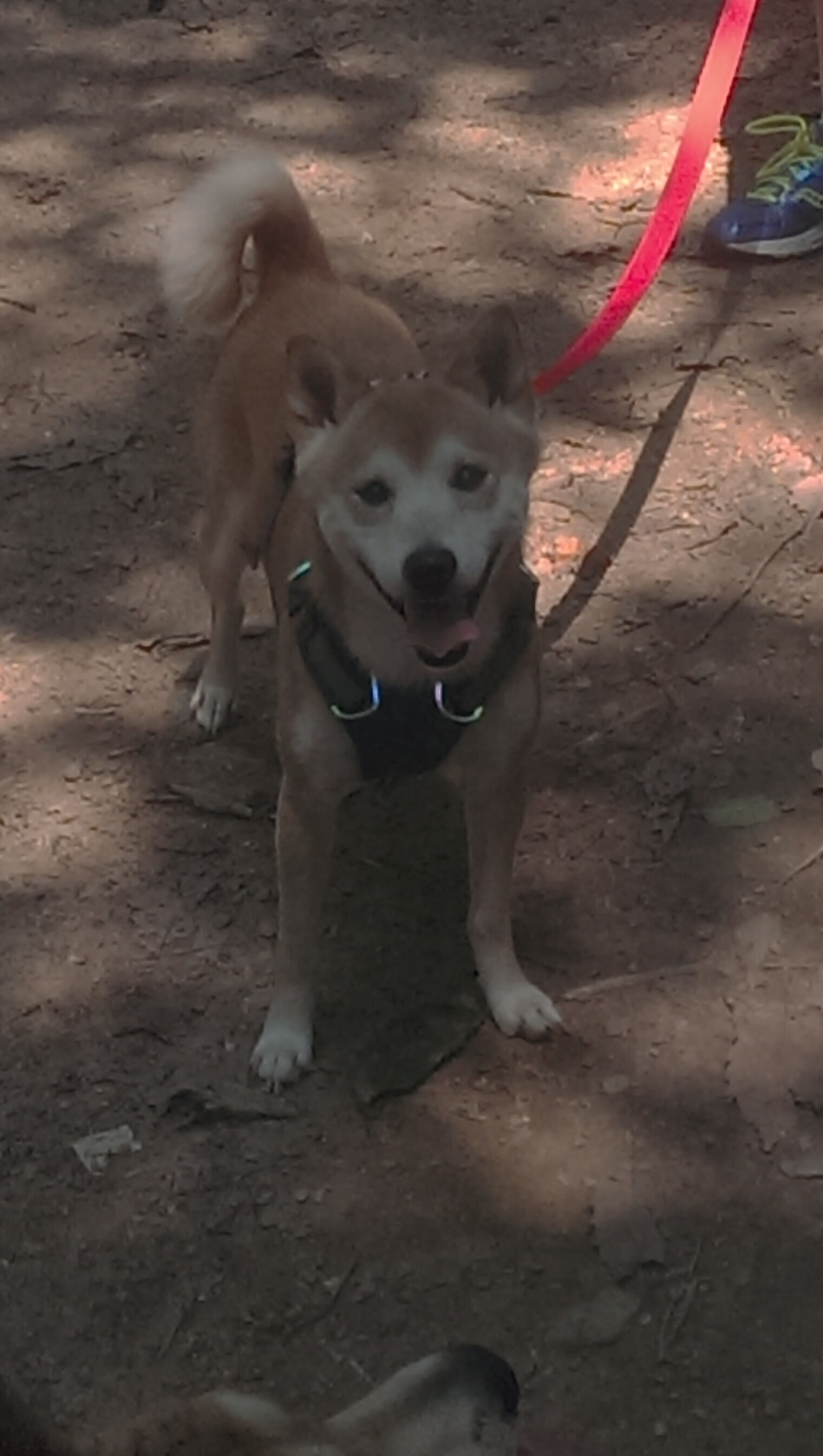 当布鲁克林遇见黄土高原,福克斯的篮球丝路奇袭记